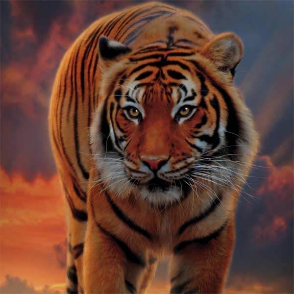 Rising Tiger by Vincent Hie Laptop Skins